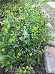 Buxus zelený