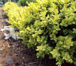 Buxus žlutý