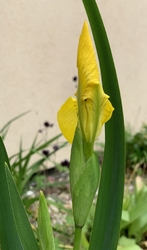 Kosatec nebo-li Iris vodní žlutý